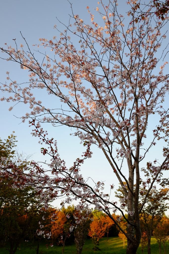 f:id:ham29:20170510204235j:plain