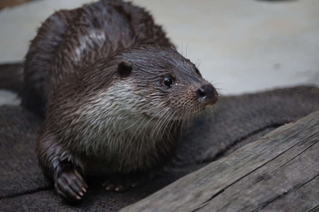 f:id:ham29:20170910033139j:plain