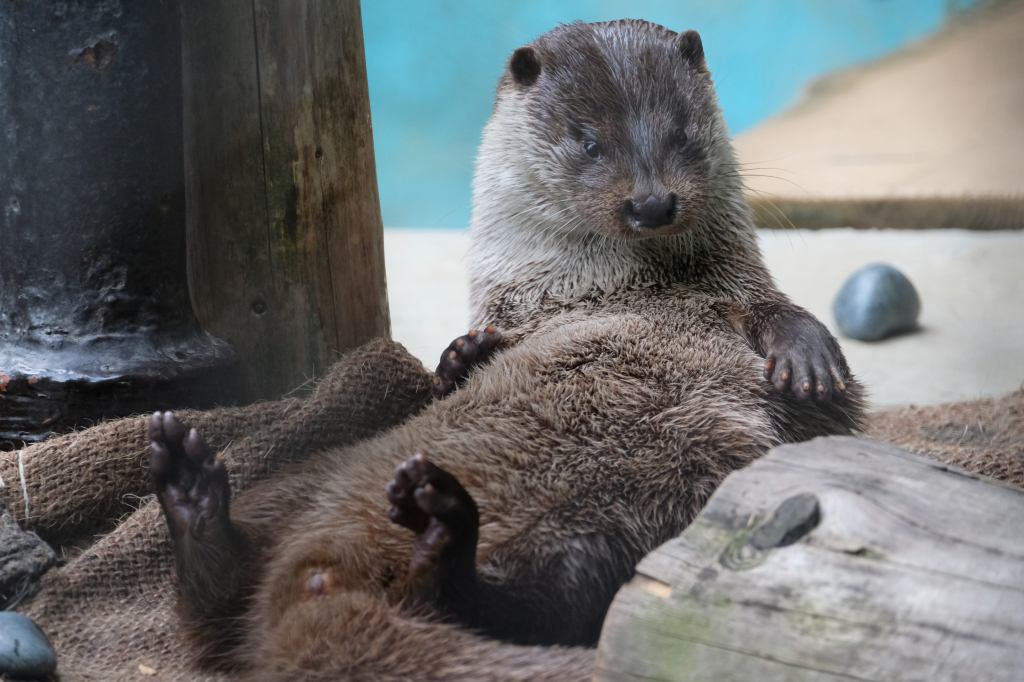 f:id:ham29:20170910033143j:plain