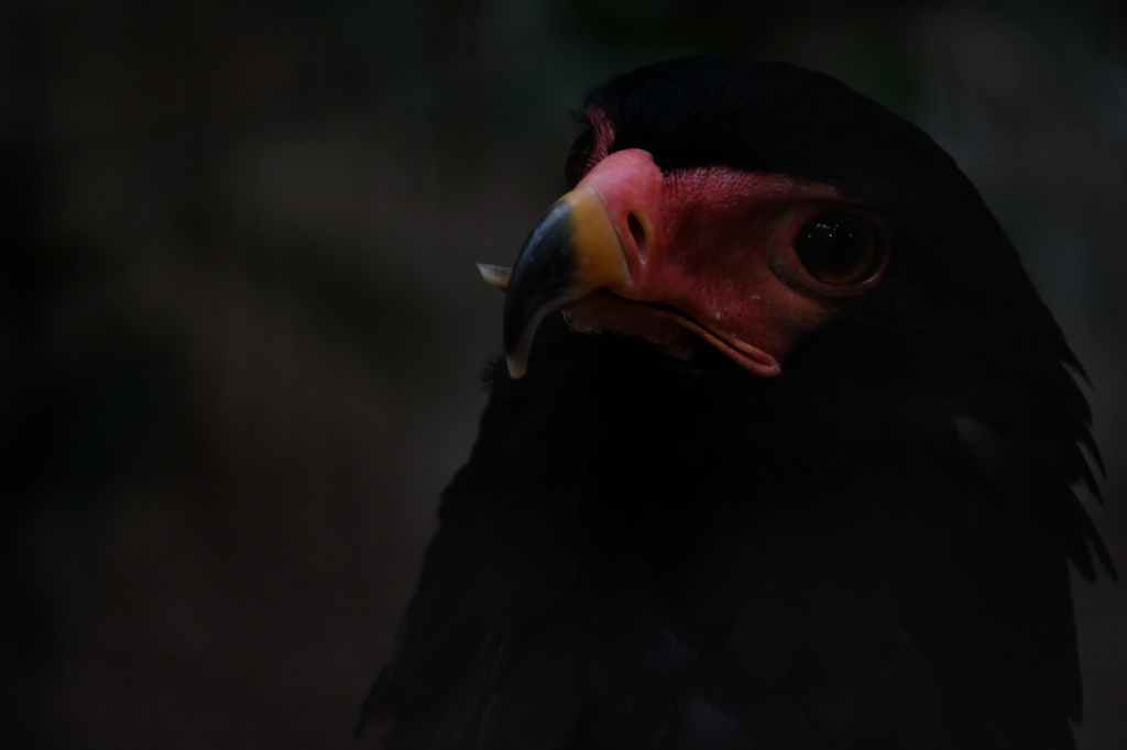 f:id:ham29:20170910033146j:plain