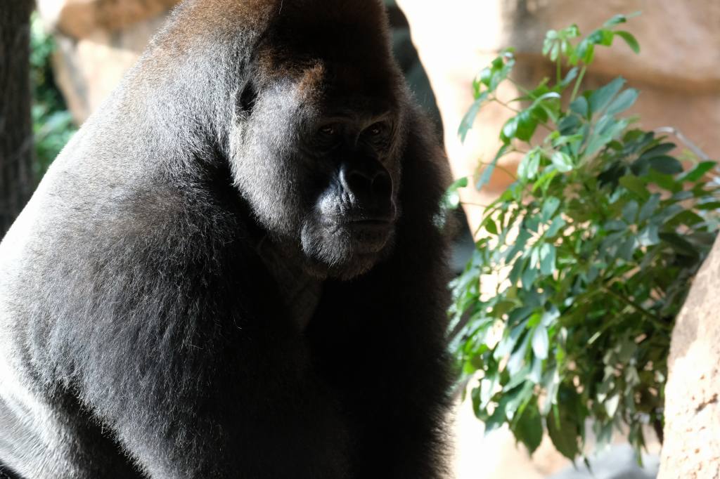 f:id:ham29:20170910033152j:plain