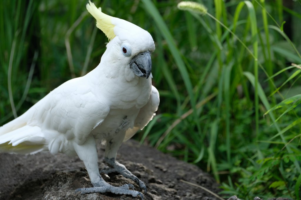 f:id:ham29:20170910033155j:plain