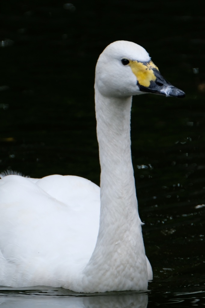 f:id:ham29:20170910033217j:plain