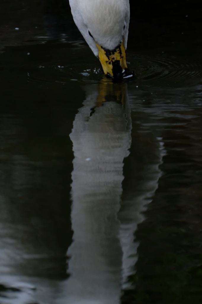 f:id:ham29:20170910033221j:plain