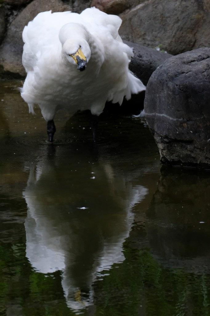 f:id:ham29:20170910033225j:plain