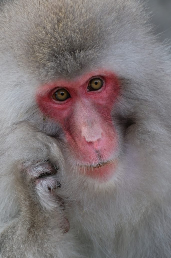 f:id:ham29:20170910033234j:plain