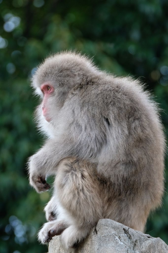 f:id:ham29:20170910033238j:plain