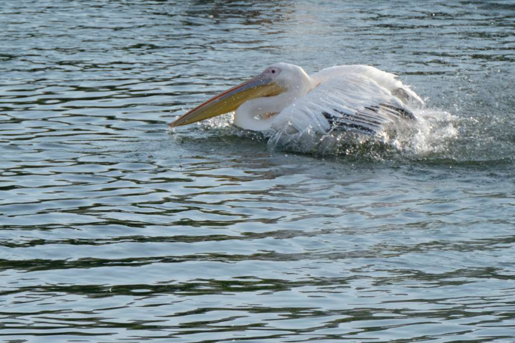 f:id:ham29:20170910033246j:plain