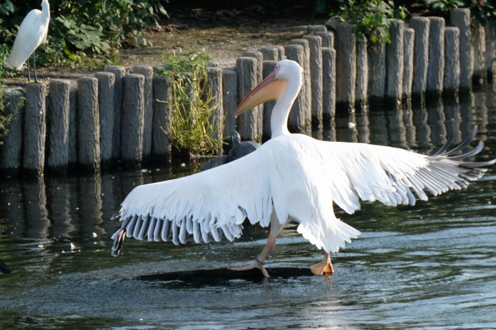 f:id:ham29:20170910033252j:plain