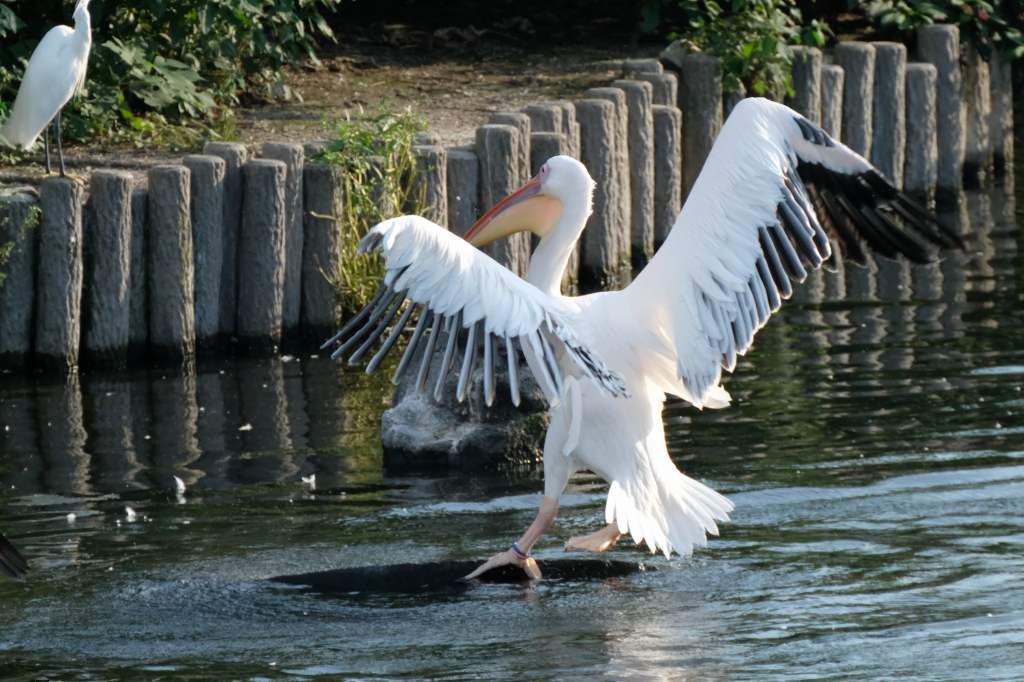 f:id:ham29:20170910033256j:plain