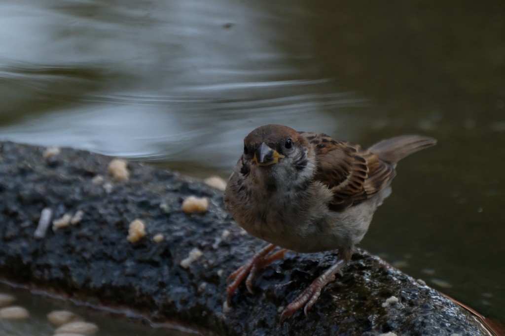 f:id:ham29:20170910033259j:plain