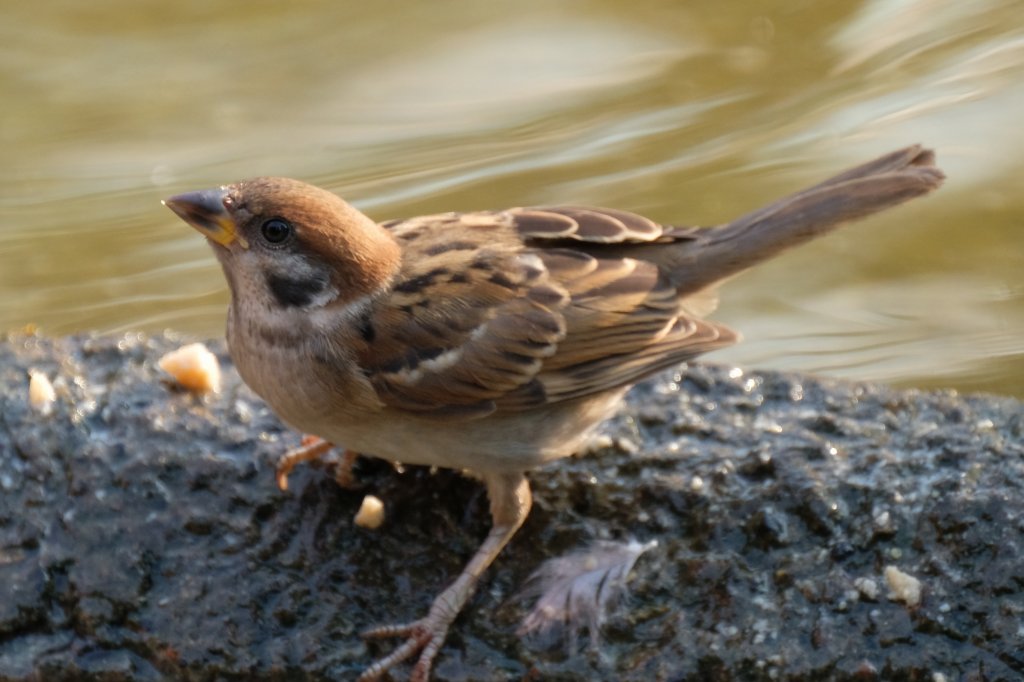 f:id:ham29:20170910033304j:plain