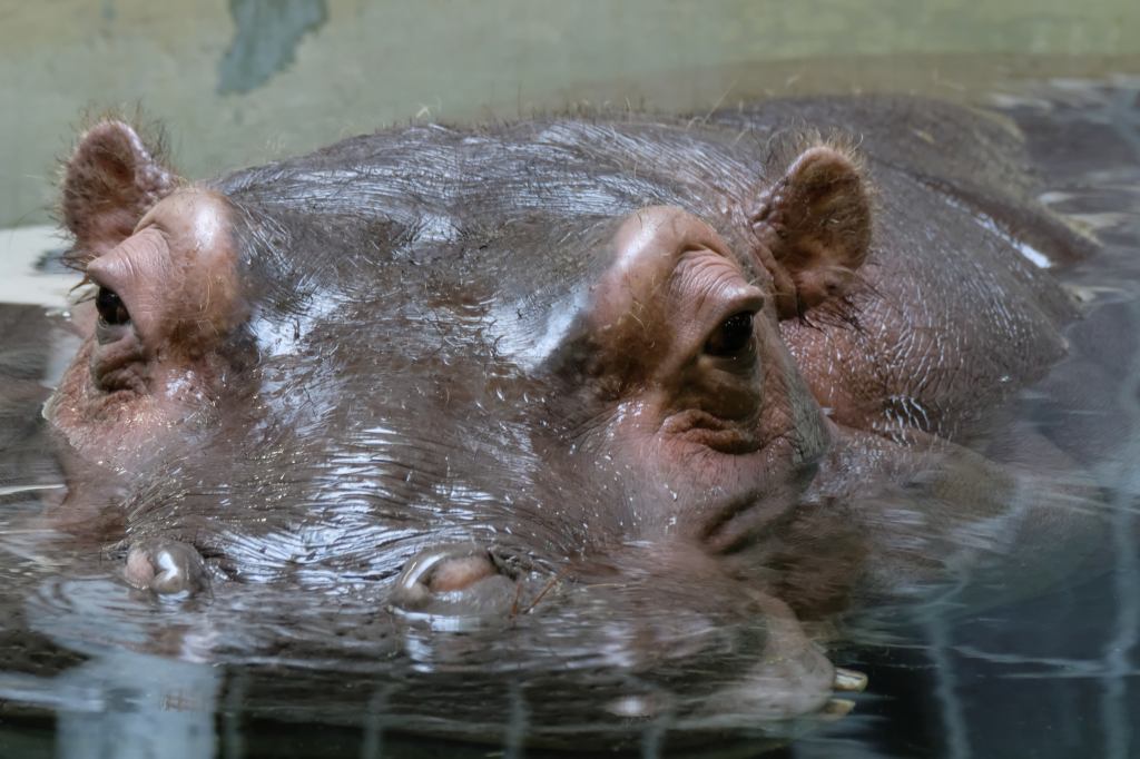 f:id:ham29:20170910033316j:plain