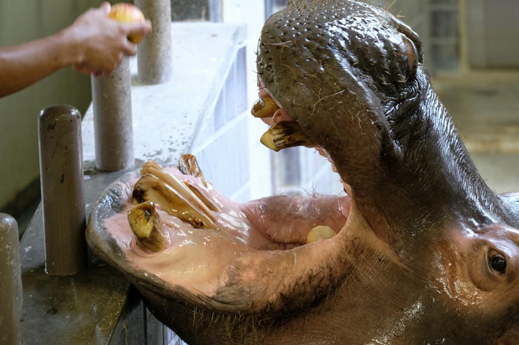 f:id:ham29:20170910033321j:plain