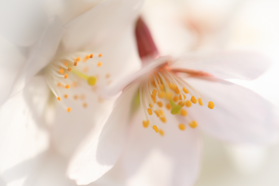 f:id:ham29:20180507035241j:plain f:id:ham29:20180507035241j:plain