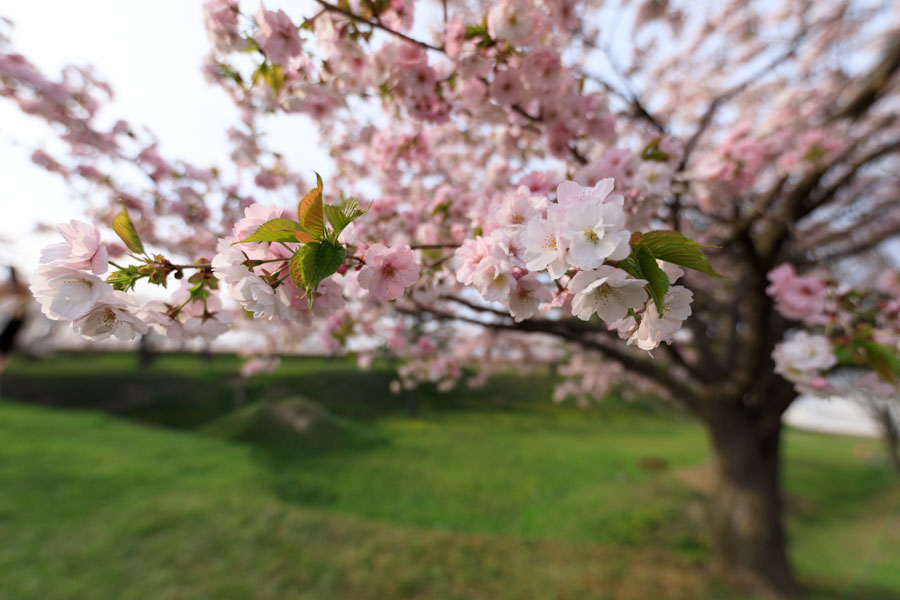 f:id:ham29:20180507035254j:plain f:id:ham29:20180507035254j:plain