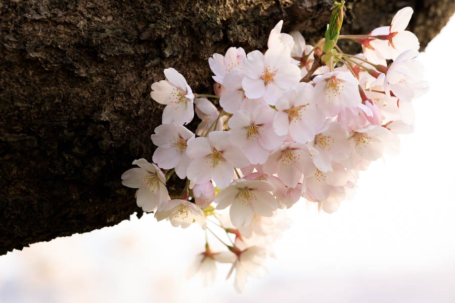 f:id:ham29:20180507035326j:plain f:id:ham29:20180507035326j:plain