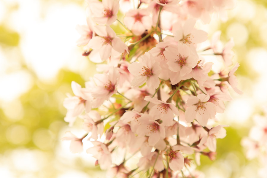 f:id:ham29:20180510182146j:plain f:id:ham29:20180510182146j:plain