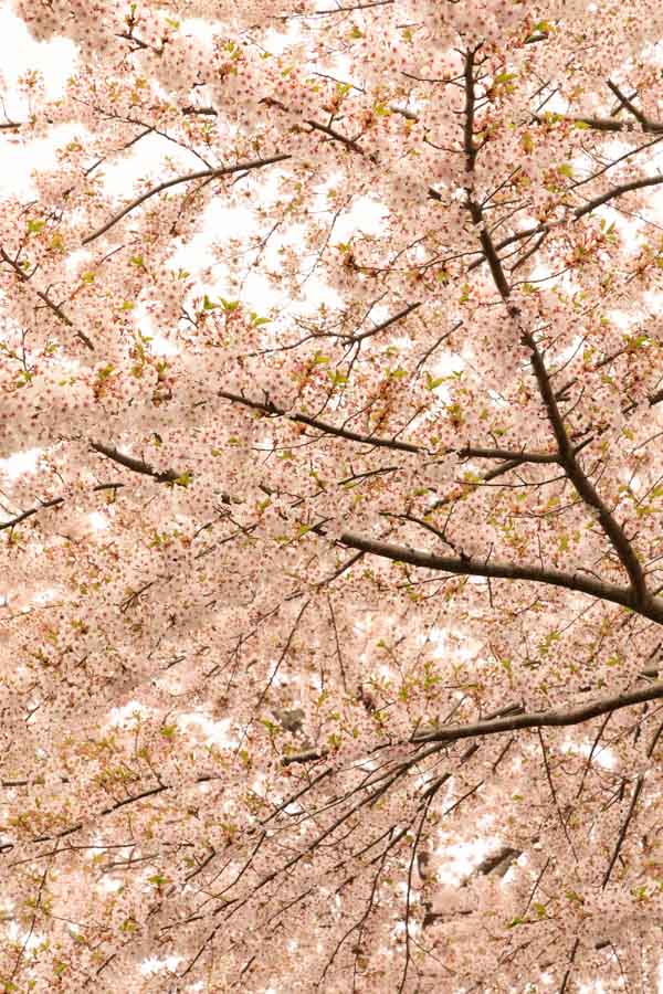 f:id:ham29:20180510182157j:plain f:id:ham29:20180510182157j:plain