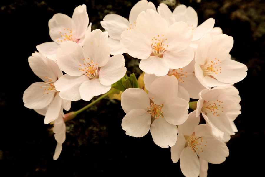 f:id:ham29:20180510182201j:plain f:id:ham29:20180510182201j:plain