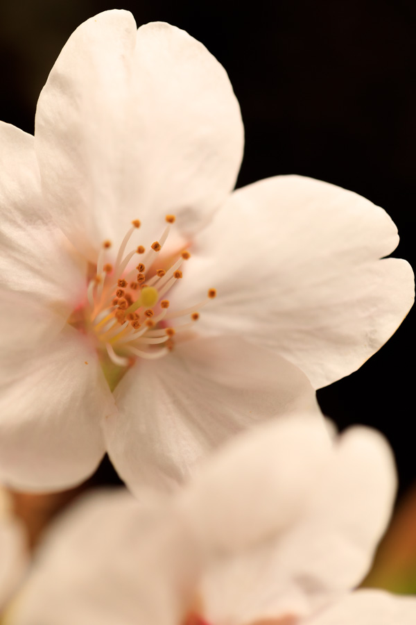 f:id:ham29:20180510182211j:plain f:id:ham29:20180510182211j:plain