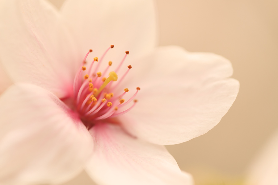 f:id:ham29:20180510182215j:plain f:id:ham29:20180510182215j:plain