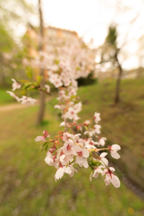 f:id:ham29:20180510182227j:plain f:id:ham29:20180510182227j:plain