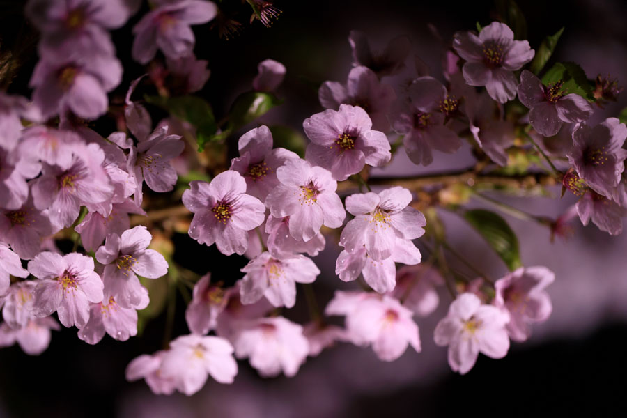 f:id:ham29:20180515174124j:plain f:id:ham29:20180515174124j:plain