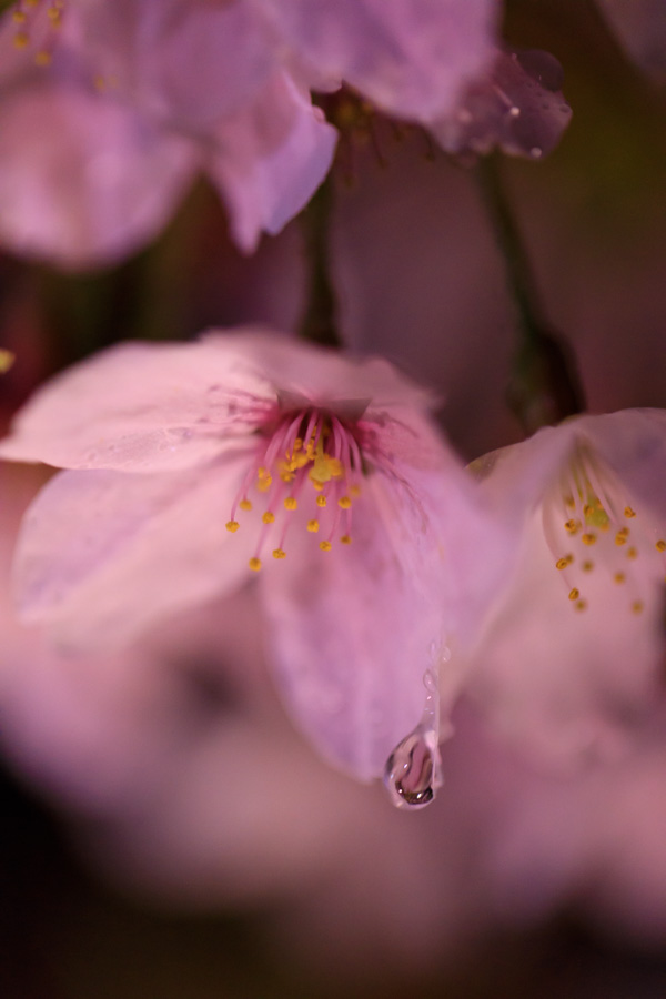 f:id:ham29:20180515174134j:plain f:id:ham29:20180515174134j:plain