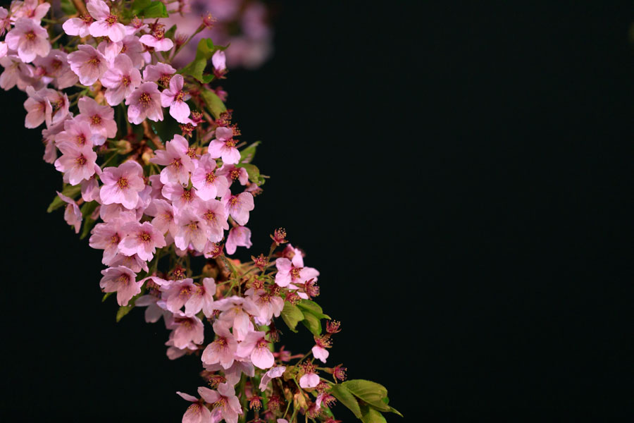 f:id:ham29:20180515174145j:plain f:id:ham29:20180515174145j:plain