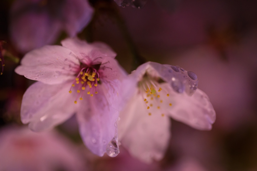 f:id:ham29:20180515174200j:plain f:id:ham29:20180515174200j:plain
