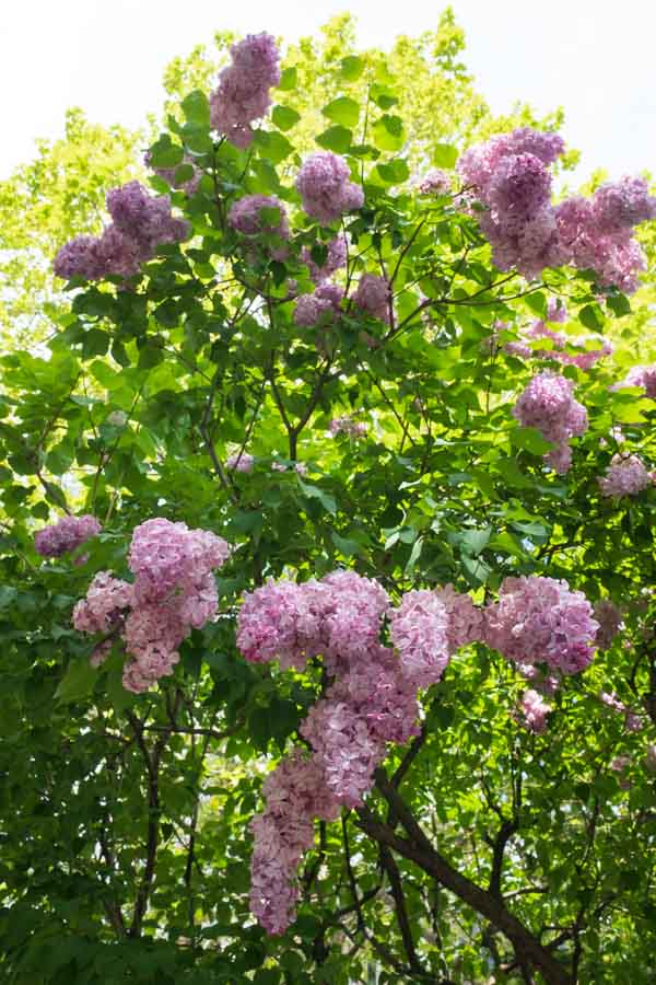 f:id:ham29:20180526194721j:plain f:id:ham29:20180526194721j:plain