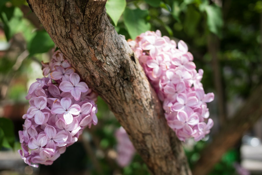 f:id:ham29:20180526194741j:plain f:id:ham29:20180526194741j:plain