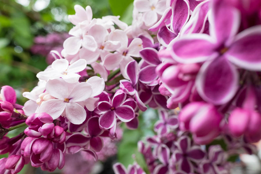 f:id:ham29:20180526194822j:plain f:id:ham29:20180526194822j:plain