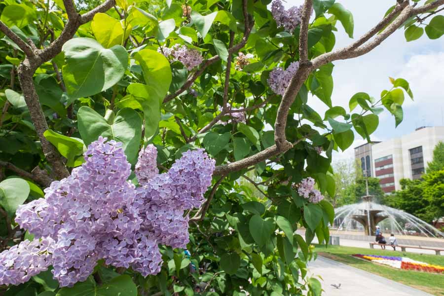 f:id:ham29:20180526194826j:plain f:id:ham29:20180526194826j:plain