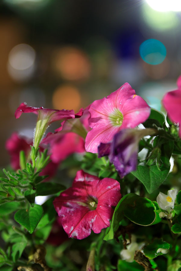 f:id:ham29:20180814215818j:plain f:id:ham29:20180814215818j:plain