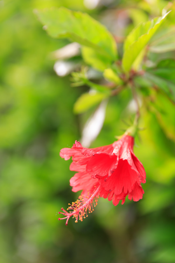 f:id:ham29:20180904184053j:plain f:id:ham29:20180904184053j:plain