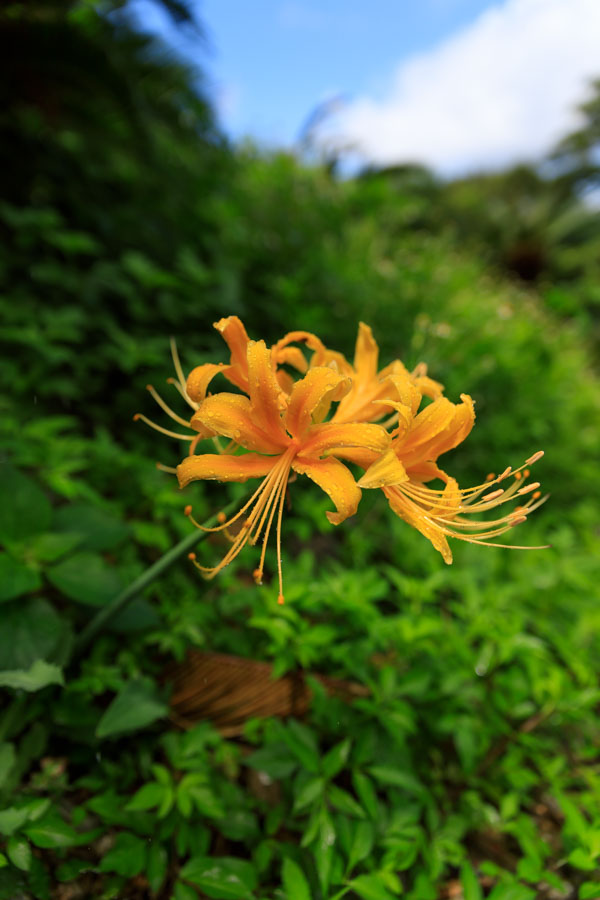 f:id:ham29:20180924203521j:plain f:id:ham29:20180924203521j:plain