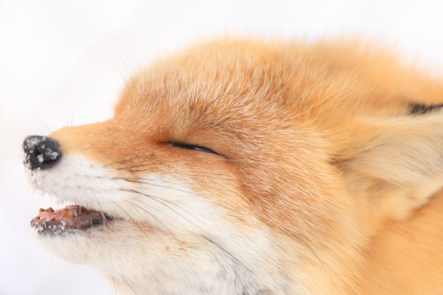 f:id:ham29:20190127193841j:plain f:id:ham29:20190127193841j:plain