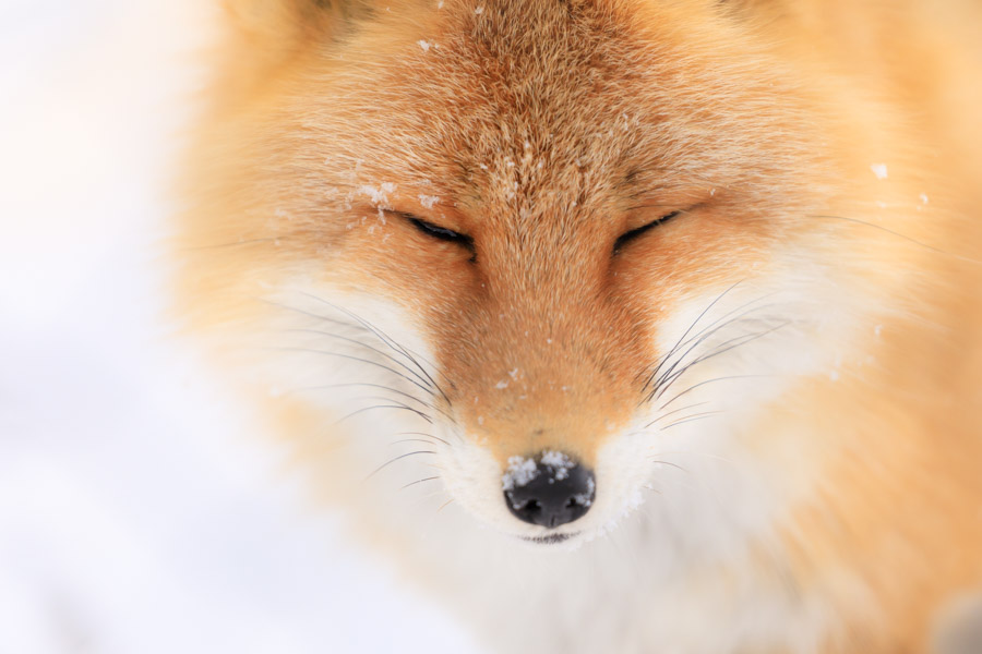 f:id:ham29:20190127193849j:plain f:id:ham29:20190127193849j:plain
