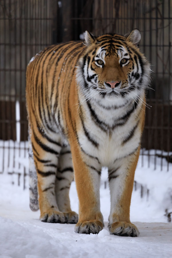 f:id:ham29:20190127193922j:plain f:id:ham29:20190127193922j:plain