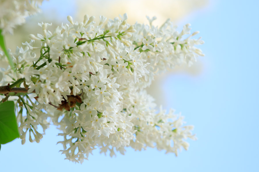 f:id:ham29:20190518223810j:plain f:id:ham29:20190518223810j:plain