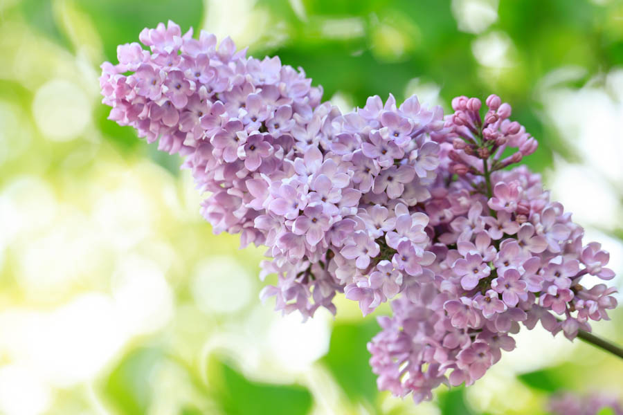 f:id:ham29:20190518223812j:plain f:id:ham29:20190518223812j:plain