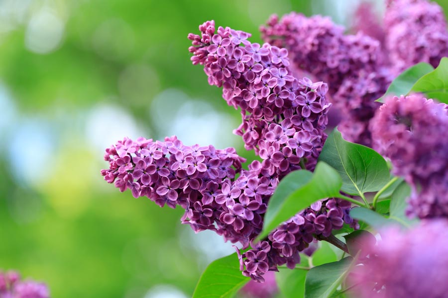 f:id:ham29:20190518223828j:plain f:id:ham29:20190518223828j:plain