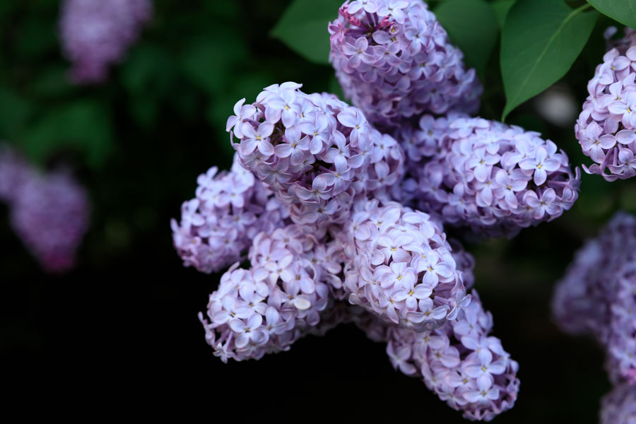 f:id:ham29:20190518223845j:plain f:id:ham29:20190518223845j:plain