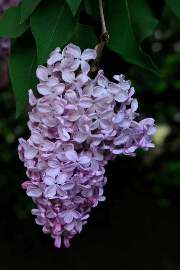 f:id:ham29:20190518223849j:plain f:id:ham29:20190518223849j:plain