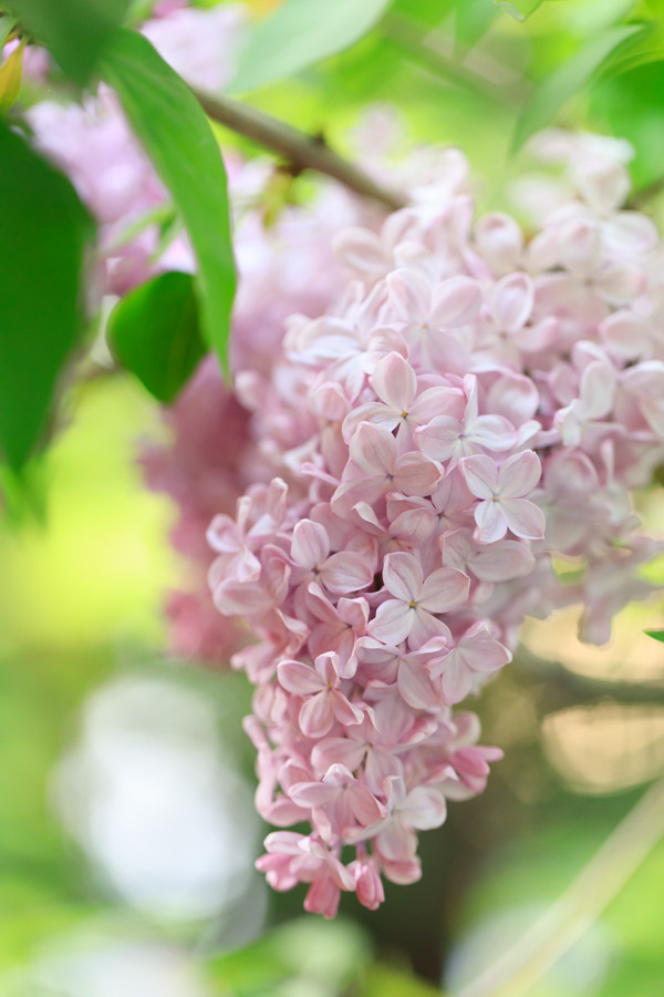 f:id:ham29:20190518223852j:plain f:id:ham29:20190518223852j:plain