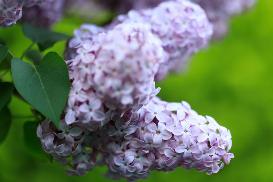 f:id:ham29:20190518223859j:plain f:id:ham29:20190518223859j:plain