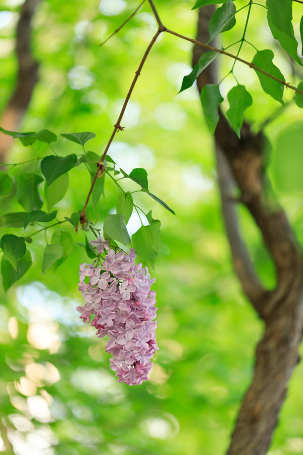 f:id:ham29:20190518223902j:plain f:id:ham29:20190518223902j:plain