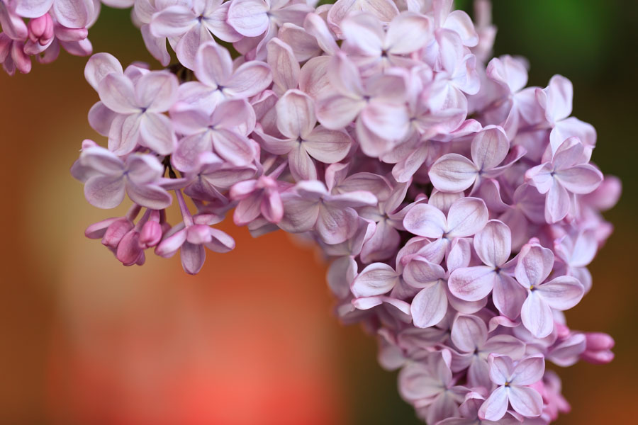f:id:ham29:20190518223905j:plain f:id:ham29:20190518223905j:plain